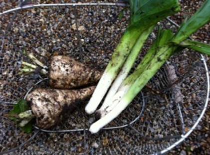 Parsnips and Leeks